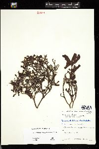 Titanoderma pustulatum image
