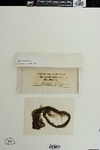 Chaetomorpha ligustica image