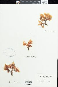 Laurencia pinnatifida image