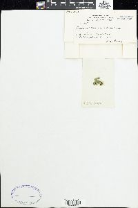 Neosiphonia saccorhiza image