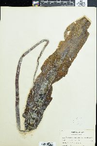 Saccharina longicruris image