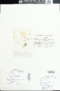 Lyngbya bicolor image