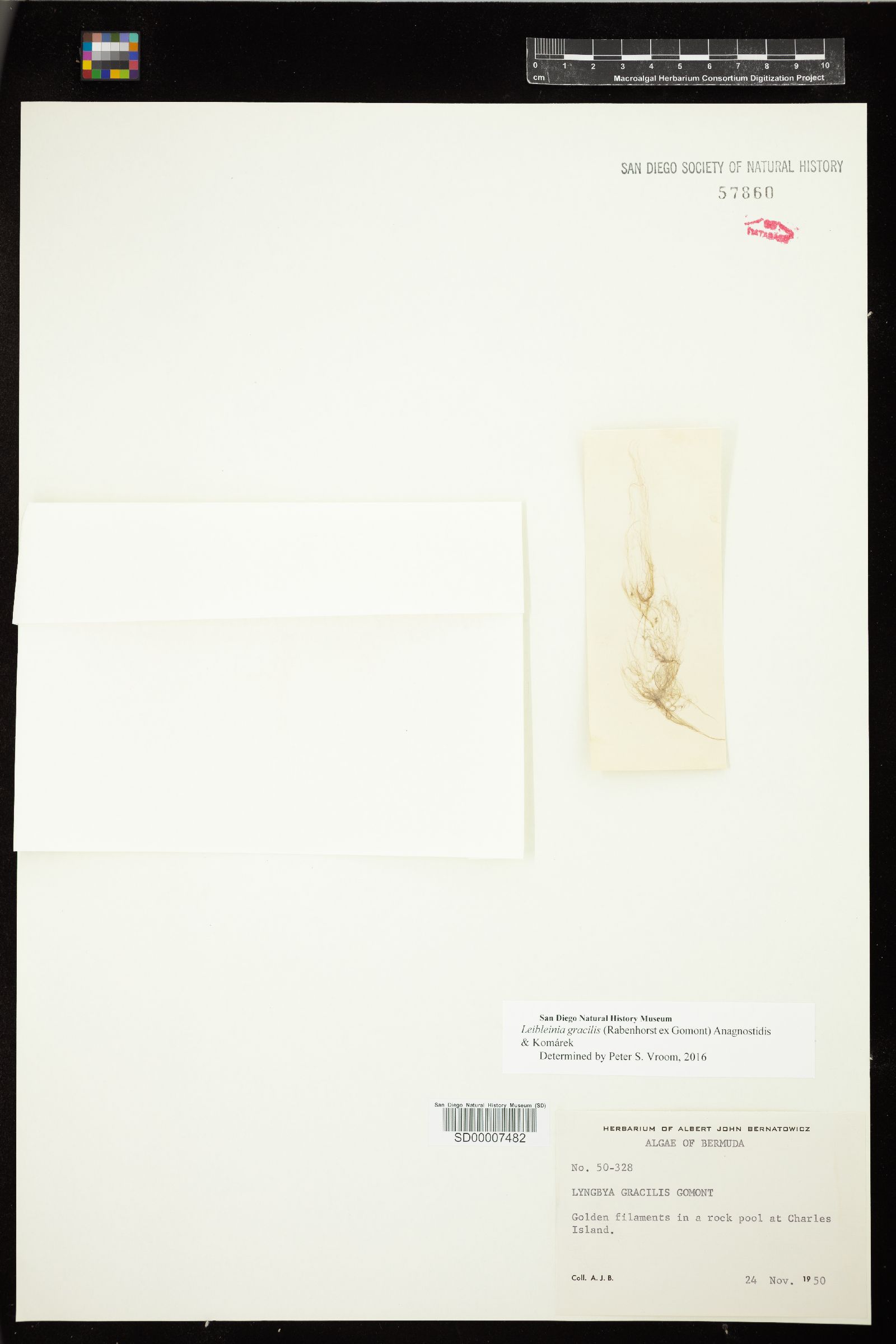 Leibleinia gracilis image