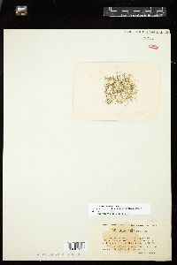 Leibleinia gracilis image