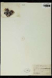 Lobophora papenfussii image