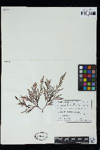 Laurencia botrychioides image