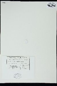 Image of Leathesia intermedia
