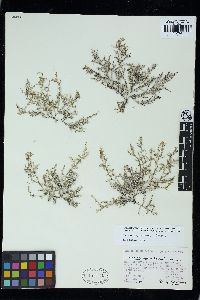 Palisada thuyoides image