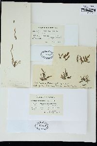 Levringia natalensis image