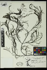 Desmarestia menziesii image