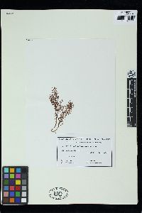 Image of Helminthocladia beaugleholei
