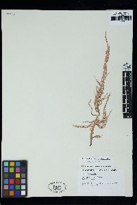 Image of Helminthocladia rhizoidea