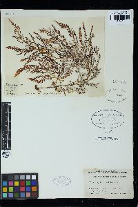 Laurencia tasmanica image