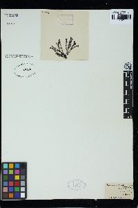 Lophurella periclados image