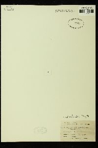 Phymatolithon purpureum image