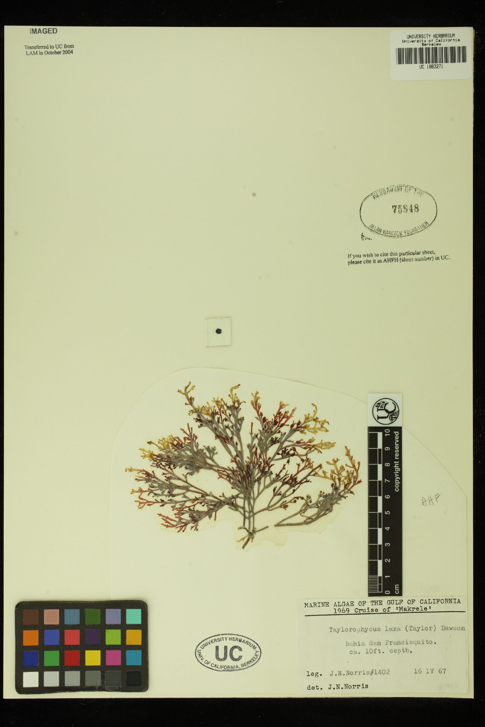 Taylorophycus laxus image