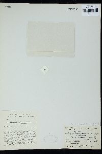 Cladhymenia coronata image