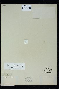Lemanea fluviatilis image