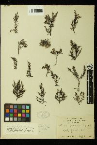 Palisada thuyoides image