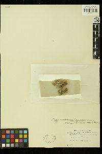Neogoniolithon brassica-florida image