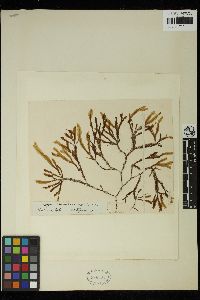 Image of Dictyopteris woodwardia