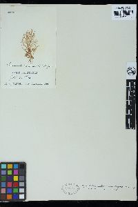 Chylocladia verticillata image