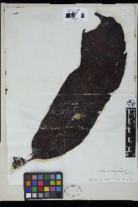 Laminaria japonica image