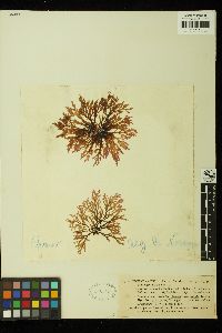 Lomentaria articulata image