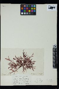 Leptophyllis conferta image