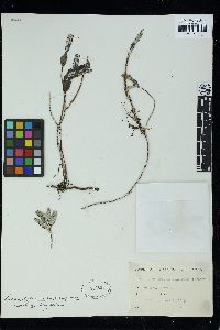 Pneophyllum amplexifrons image