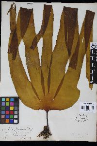 Laminaria platymeris image