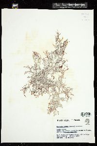 Laurencia obtusa image