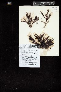 Epiglossum smithiae image