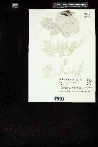 Trichogloeopsis pedicellata image