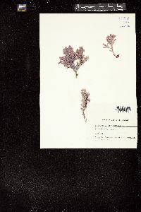 Mesophyllum conchatum image