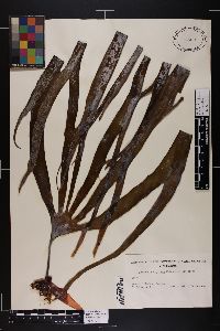 Laminaria digitata image