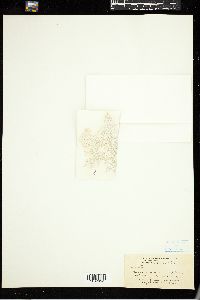 Ganonema dendroideum image