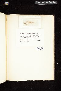 Leptonematella fasciculata image
