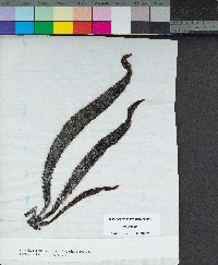 Chondracanthus harveyanus image