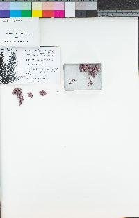 Bossiella plumosa image
