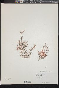 Schimmelmannia plumosa image