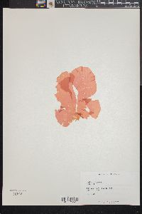 Weeksia coccinea image