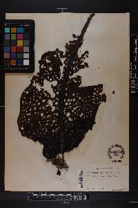 Image of Agarum cribrosum