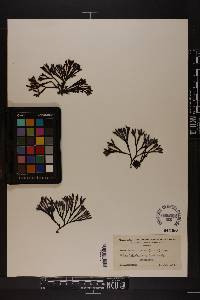 Pelvetiopsis limitata image