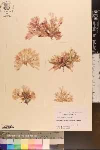 Nitophyllum pulchellum image