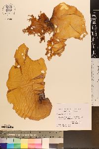 Iridaea capensis image