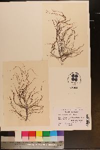 Gracilaria chilensis image