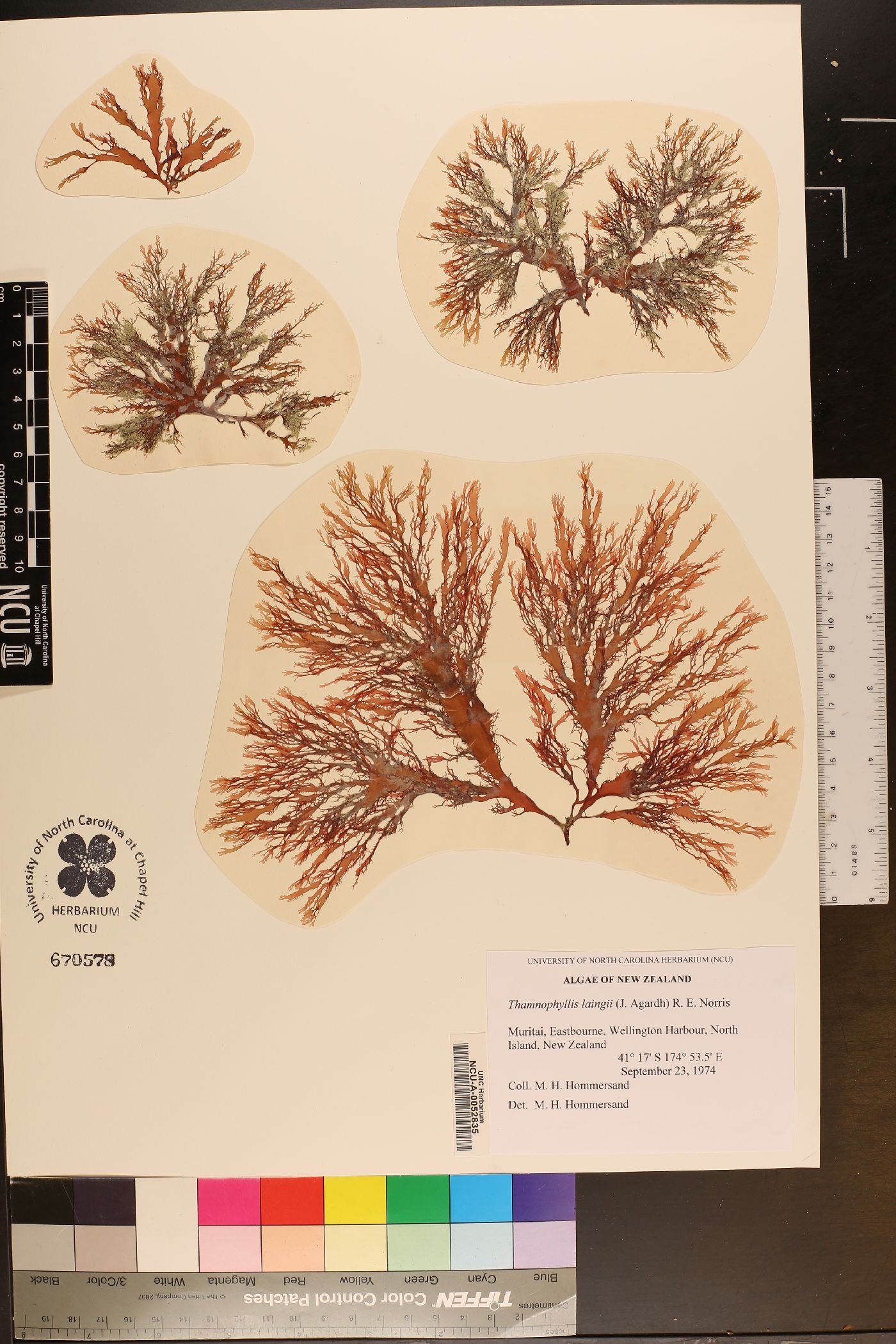 Thamnophyllis laingii image