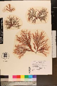 Image of Thamnophyllis laingii