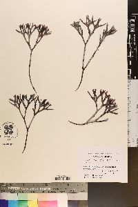 Ahnfeltiopsis linearis image